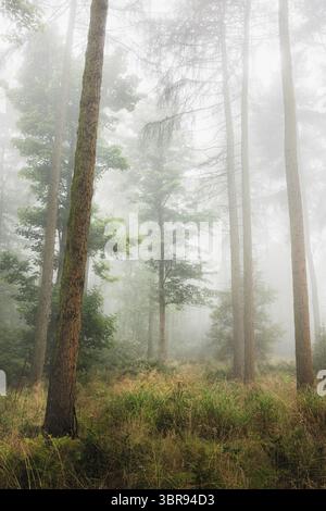 Un bosco nebbioso in una foresta di Fife, Scozia, Regno Unito durante una mattinata soffusa, nebbiosa e suggestiva. Foto Stock
