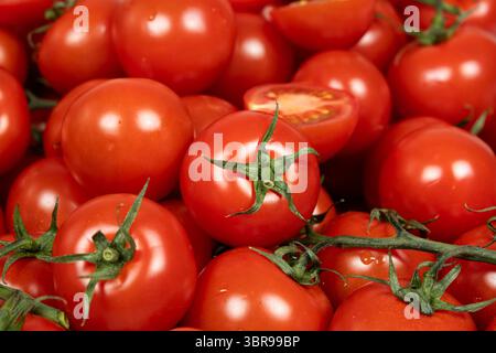 Un sacco di pomodori da cocktail freschi e maturi da vicino. Foto Stock