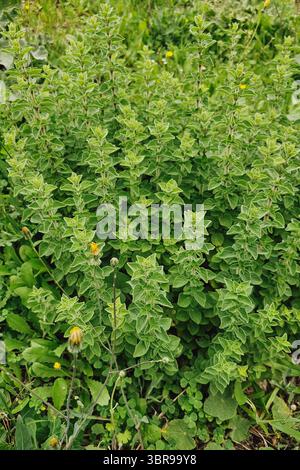 Come cresce l'origano verde fresco in natura. Una spezia sana come parte della flora greca Foto Stock