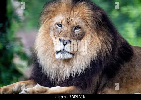 WASHINGTON DC - Un leone maschio riposa allo Smithsonian National Zoo. Il leone è ospitato nel recinto dei grandi gatti sulla Collina Lion-Tiger, che fornisce l'habitat per le grandi specie feline dello zoo. Lo zoo nazionale, parte dello Smithsonian Institution, ospita una delle collezioni più complete di fauna selvatica del paese e partecipa agli sforzi di conservazione globale. La mostra Great Cats consente ai visitatori di osservare questi predatori apici in ambienti naturalistici progettati per supportare le loro esigenze comportamentali e fisiche. Situato nel quartiere di Woodley Park, lo Smithsonian National Zoo era esta Foto Stock