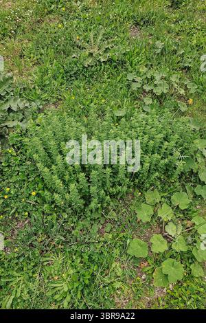 Come cresce l'origano verde fresco in natura. Una spezia sana come parte della flora greca Foto Stock