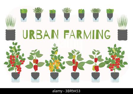 Set di fioriere per bottiglie in plastica autoannaffianti fai da te con verdure e verdure a casa. Uso secondario fatto a mano e fai da te. Giardino verticale, agricoltura urbana co Illustrazione Vettoriale