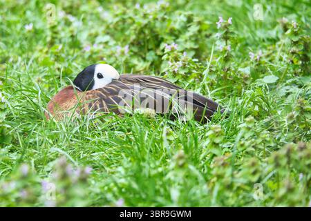 Duck with White Face and Dark Neck si erge su Flowering Meadow, un armonioso motivo naturalistico con colori contrastanti e pacifica estetica della natura. Foto Stock