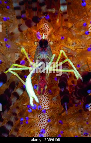 Brook's Urchin Shrimp on Fire Sea Urchin, Allopontonia brockii, Mabini, Luzon, Mar delle Filippine, Filippine Foto Stock