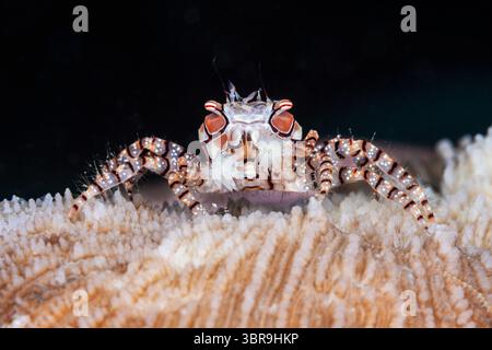 Mosaic Boxer Crab, Lybia tessellata, Mabini, Luzon, Mar delle Filippine, Filippine Foto Stock