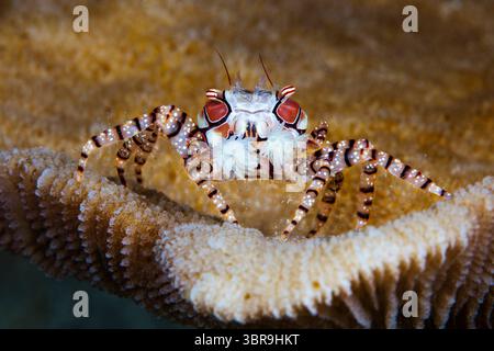 Mosaic Boxer Crab, Lybia tessellata, Mabini, Luzon, Mar delle Filippine, Filippine Foto Stock