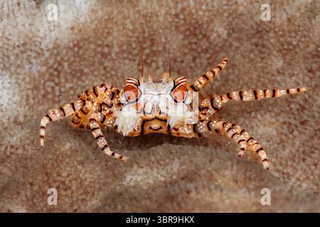 Mosaic Boxer Crab, Lybia tessellata, Mabini, Luzon, Mar delle Filippine, Filippine Foto Stock