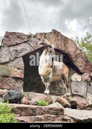 La capra con un grande corno è in piedi di fronte a un muro di pietra. La capra è in un recinto dello zoo Foto Stock