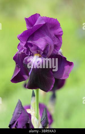 Iris Sable, una perenne fragrante con standard viola profondi e cade nel bordo del giardino primaverile di maggio. REGNO UNITO Foto Stock