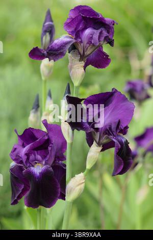 Iris Sable, una perenne fragrante con standard viola profondi e cade nel bordo del giardino primaverile di maggio. REGNO UNITO Foto Stock