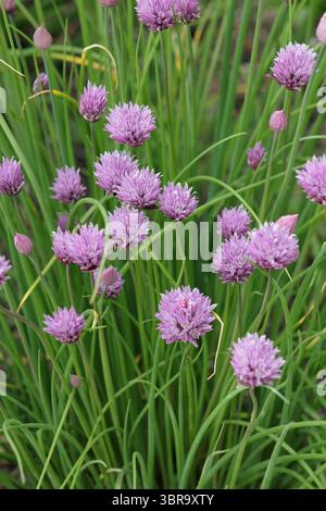 Allium schoenoprasum. Erba cipollina, un'erba culinaria, fiori in un giardino in tarda primavera. REGNO UNITO Foto Stock