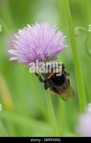 Buff Tail Bee Bombus Terrestris su erba cipollina. Bumble bee su fiore di erbe. REGNO UNITO Foto Stock