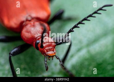 Uno scarabeo rosso brillante con antenne a forma di pettine posizionate su una foglia verde. Cattura in macro estremo con dettagli visibili del corpo e della consistenza dell'insetto. Foto Stock