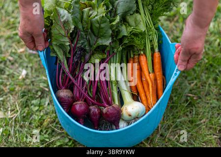 Freshly harvested organic root vegetables in basket. A colorful assortment of freshly picked carrots, beets, and onions in a blue tub, held by hands Foto Stock