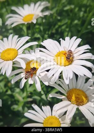 Primo piano due api mellifere che impollinano attivamente le margherite bianche Shasta vibranti con centri gialli luminosi. Insetti affollati e diligenti in mezzo a camoscio in fiore Foto Stock