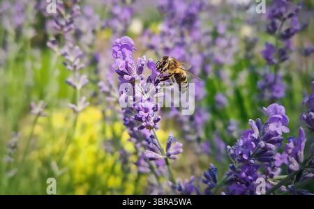 Primo piano diligente ape miele che impollina attivamente i fiori di lavanda viola mentre raccoglie ricchi nettare dai fiori freschi di lavandula Foto Stock
