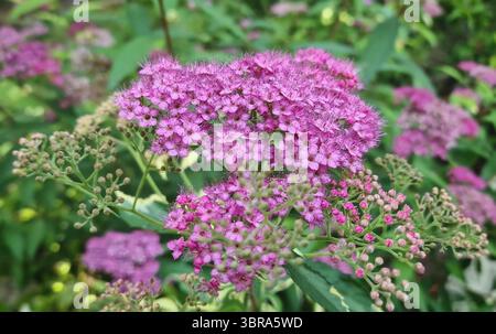 Un gruppo vibrante di piccoli e delicati fiori rosa-viola di Spiraea japonica (Spirea giapponese) fioriti in mezzo a lussureggianti fogliame verde Foto Stock