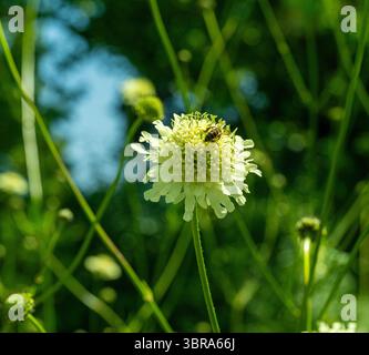 Panna scabica (Scabiosa ochroleuca) tra rocce in prati alpini. Fiori e frutta della fine dell'estate Foto Stock