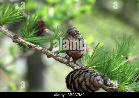 Larice (Larix decidua), coni, Inghilterra, Regno Unito Foto Stock
