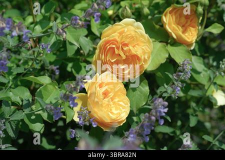 Le rose dorate fioriscono brillantemente tra vivaci fiori viola in un lussureggiante giardino. Foto Stock