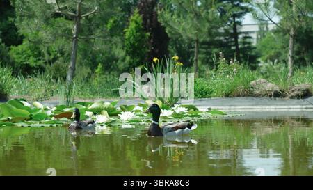 Due anatre scivolano sull'acqua calma, incorniciate da piante e fiori vivaci. Foto Stock