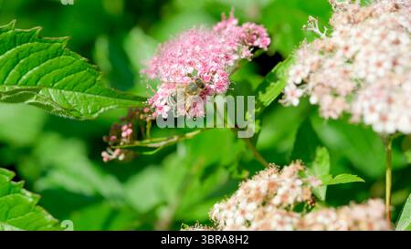 Un'ape raccoglie diligentemente il nettare mentre è arroccata su vivaci fiori rosa sotto la luce del sole. Foto Stock