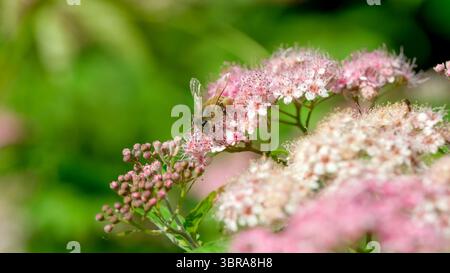 Un'ape affollata raccoglie il nettare da splendidi fiori rosa in una giornata di sole. Foto Stock