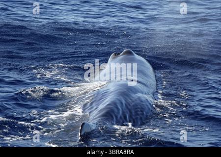 Uno sperma di Spermwhale che respira sulla superficie del mare da vicino Foto Stock