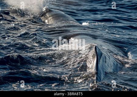 Particolare della pinna dorsale di uno sperma di balena che soffia e respira sulla superficie del mare da vicino al tramonto Foto Stock