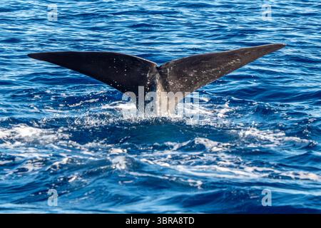 Un dettaglio della coda di uno sperma di balenottera mentre si tuffano in profondità dalla superficie del mare da vicino al tramonto Foto Stock