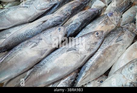 Pesce di mare appena pescato in un mercato, Borneo, Malesia. Foto Stock