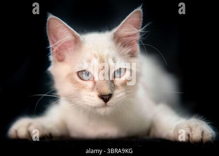 Morbido gattino siberiano su sfondo nero Foto Stock