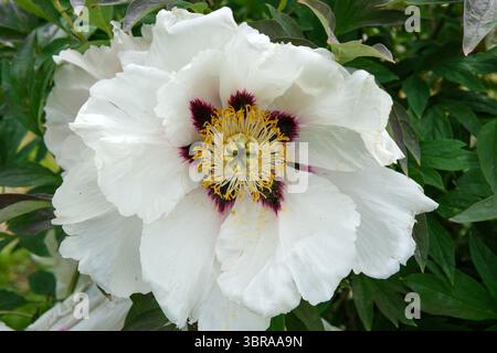 Una splendida peonia bianca presenta delicati petali e sfumature viola in primavera. Foto Stock