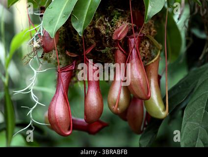 Pitcher Plant o Monkey Cups, Nepenthes x ventrata, Nepenthaceae. Filippine, Asia. Nepenthes x ventrata è una pianta carnivora di medie dimensioni. Foto Stock