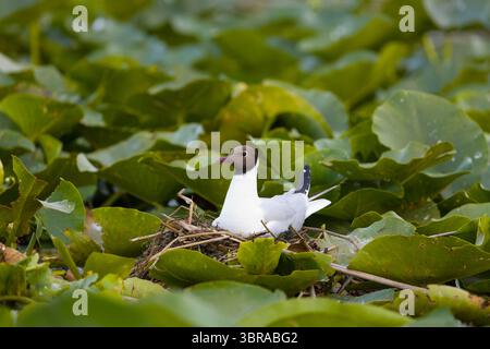 Gabbiano con testa nera Chroicocephalus ridibundus, piumaggio estivo adulto seduto sul nido, Delta del Danubio, Romania, giugno Foto Stock
