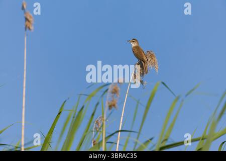 Grande parula di canne Acrocephalus arundinaceus, maschio adulto arroccato sulle canne, Delta del Danubio, Romania, giugno Foto Stock