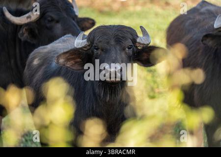 Mandria di bufali italiani allevati in pascolo aperto per la produzione casearia. Primo piano di un bufalo che guarda nella macchina fotografica, simbolo della tradizionale mozzarella Foto Stock