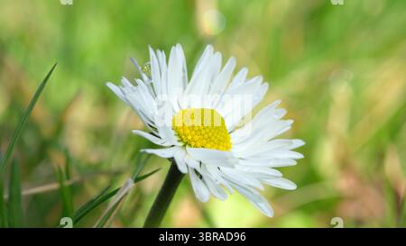 Un'unica margherita si erge in mezzo a lussureggiante erba verde, che si illumina dolcemente in primavera. Foto Stock