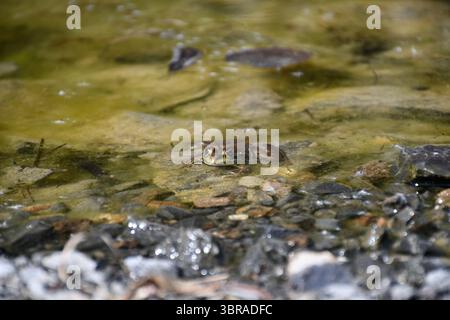 Una piccola rana marrone si trova tranquillamente in acque limpide e poco profonde, circondata da pietre e ciottoli in un ambiente naturale di ruscelli. Foto Stock