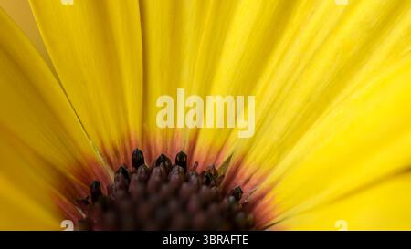 I vivaci petali gialli si aprono per sfoggiare delicate texture interne e semi. Foto Stock