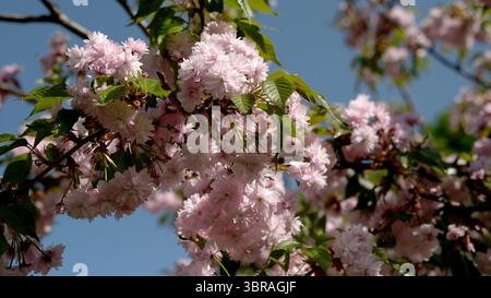 I delicati fiori rosa sbocciano contro un cielo azzurro. Foto Stock