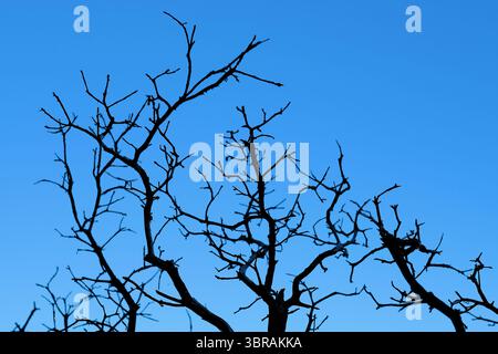 Rami di arbusti di manzanita bruciati senza foglie contro un cielo blu vicino a Calistoga, California; albero senza vita dopo un incendio bruciato nella zona. Foto Stock