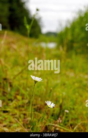 Due delicate margherite bianche si stagliano a fuoco in mezzo all'erba verde e al fogliame, con un laghetto sfocato o un corpo d'acqua sullo sfondo. Foto Stock