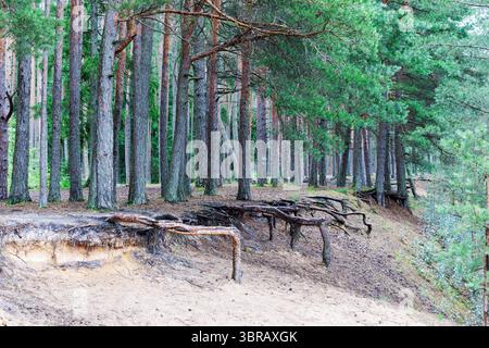 Una linea di alti pini con prominenti radici esposte su un pendio sabbioso, rivelando l'erosione naturale in una fitta foresta. Foto Stock