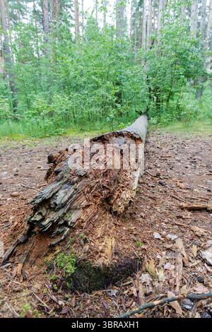 Un grande tronco in decadenza si trova sul fondo della foresta, circondato da detriti naturali e sottobosco verde, che mostra il ciclo della natura. Foto Stock