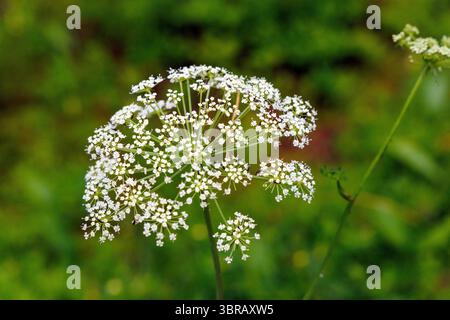 Primo piano di un delicato fiore di campo bianco con un'intricata struttura a forma di ombelico, adagiata su uno sfondo verde vivace e leggermente sfocato. Foto Stock