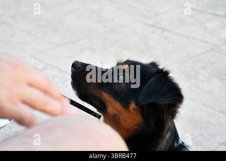 Primo piano di un piccolo cane con pelliccia nera e marrone che guarda attentamente verso l'alto verso una persona, all'aperto su una superficie pavimentata. Foto Stock