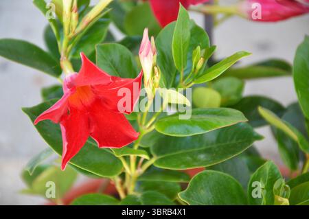 Red Dipladenia, pianta tropicale in fiore Foto Stock