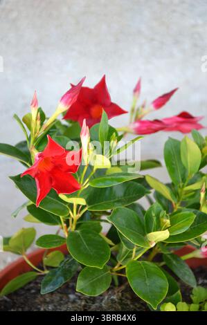 Red Dipladenia, pianta tropicale in fiore Foto Stock