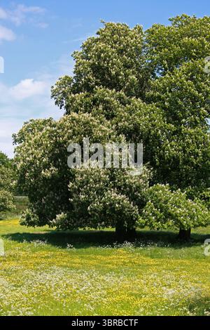 Ippocastano, ippocastano, ippocastano europeo, Buckeye o Conker Tree Flowers, Aesculus hippocastanum, Sapindaceae. Un grosso deciduo, syno Foto Stock